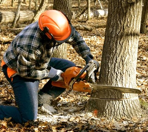 Tree Removal in Glencoe, CA